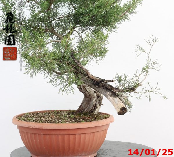 Juniperus phoenicea - Image 4