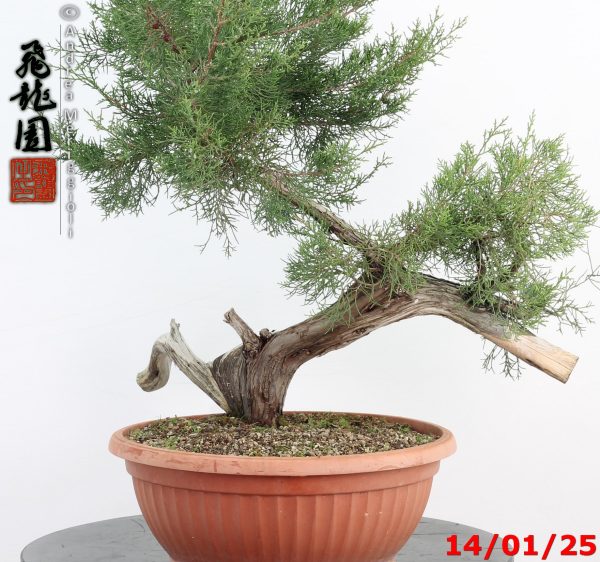 Juniperus phoenicea - Image 5