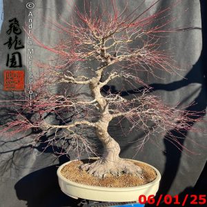 Acer palmatum