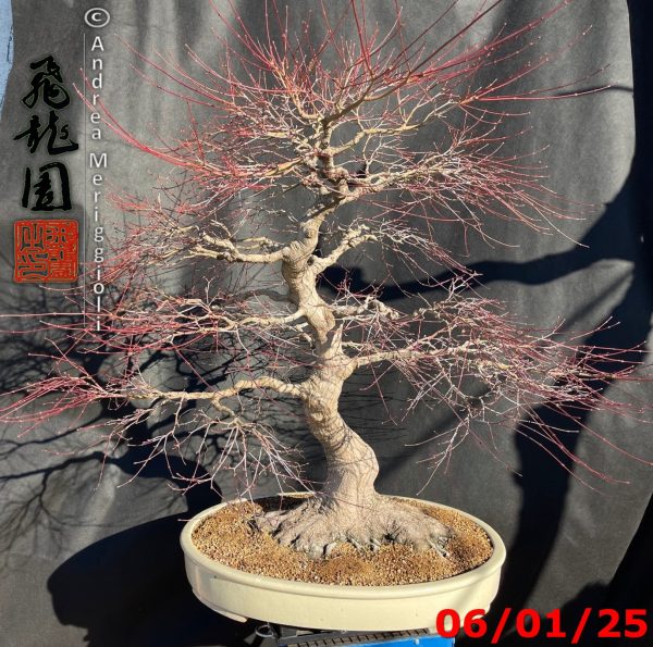 Acer palmatum