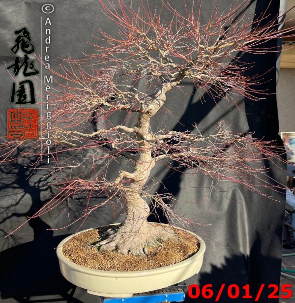 Acer palmatum - immagine 2