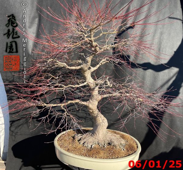 Acer palmatum - immagine 10