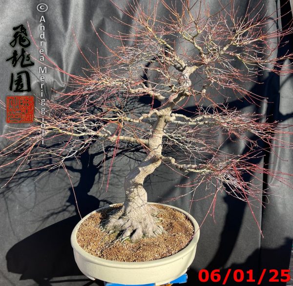 Acer palmatum - immagine 3