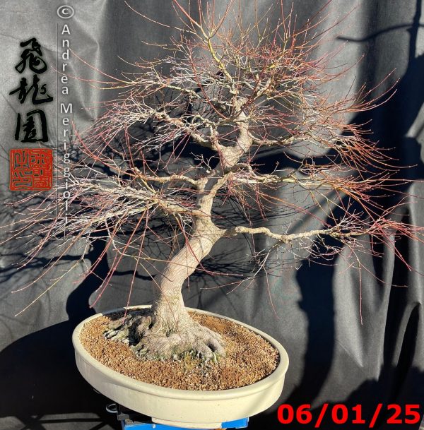 Acer palmatum - immagine 4