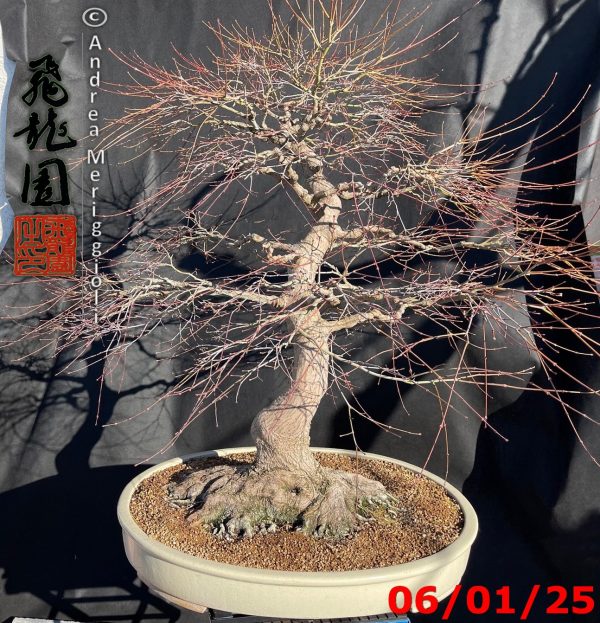 Acer palmatum - immagine 6