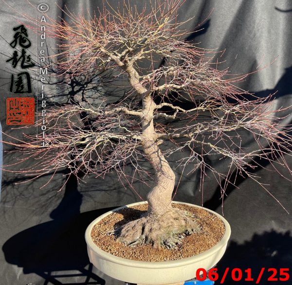 Acer palmatum - immagine 7