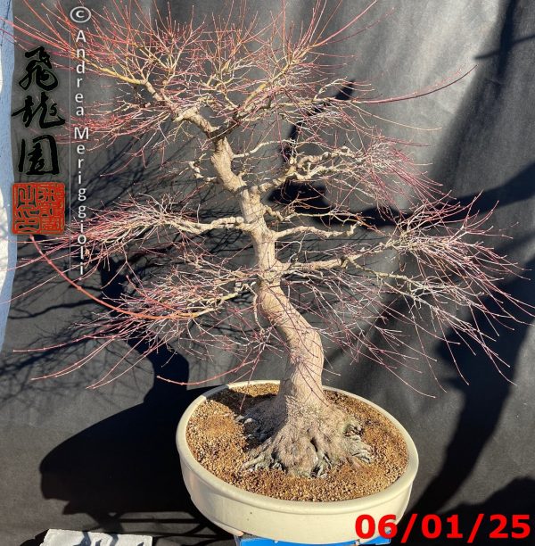 Acer palmatum - immagine 8