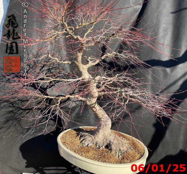 Acer palmatum - immagine 9