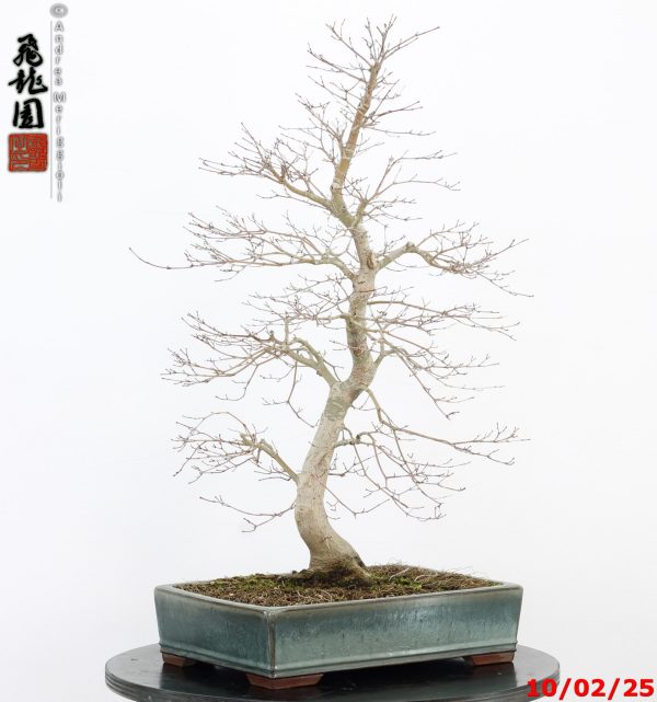 Acer palmatum - immagine 2