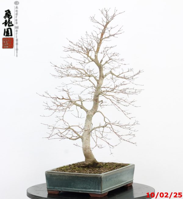 Acer palmatum - immagine 3