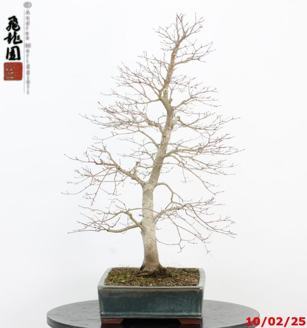 Acer palmatum - immagine 4