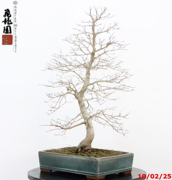 Acer palmatum - immagine 5