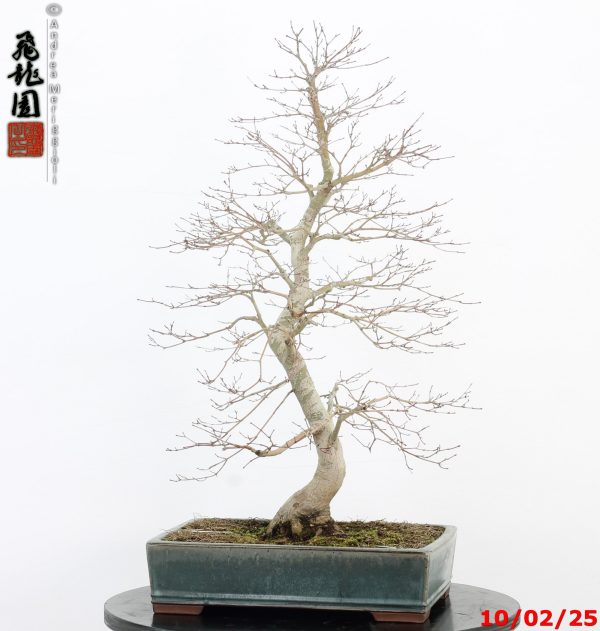 Acer palmatum - immagine 6