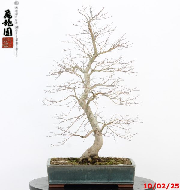 Acer palmatum - immagine 7