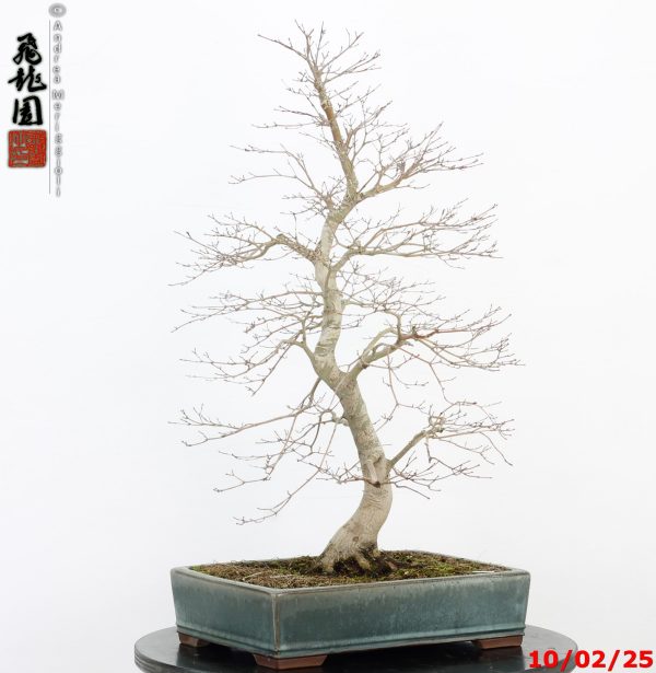 Acer palmatum - immagine 8