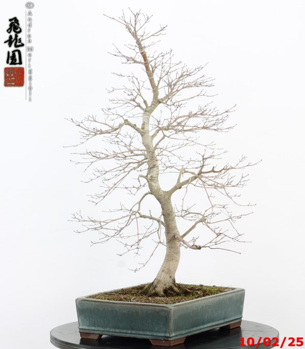 Acer palmatum - immagine 9