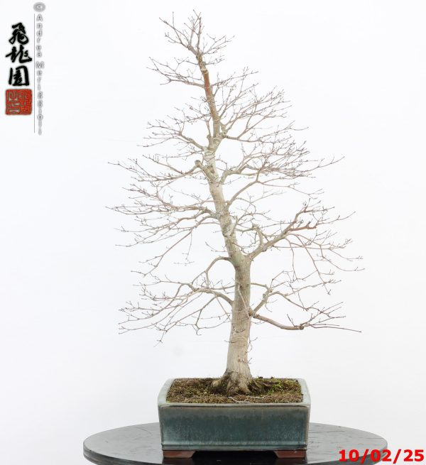 Acer palmatum - immagine 10