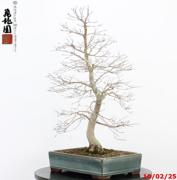 Acer palmatum - immagine 11