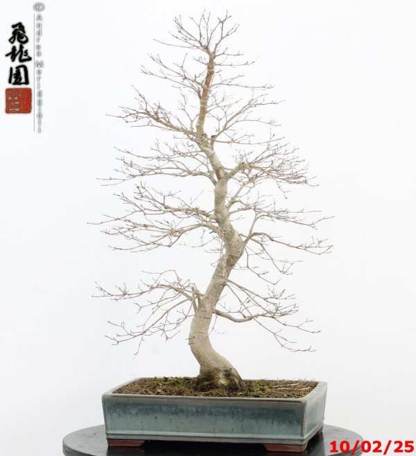 Acer palmatum - immagine 12