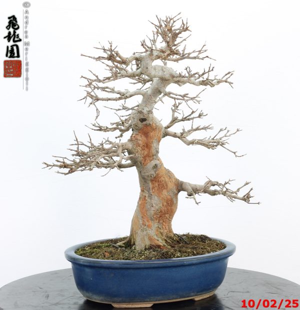 Acer buergerianum - Image 2