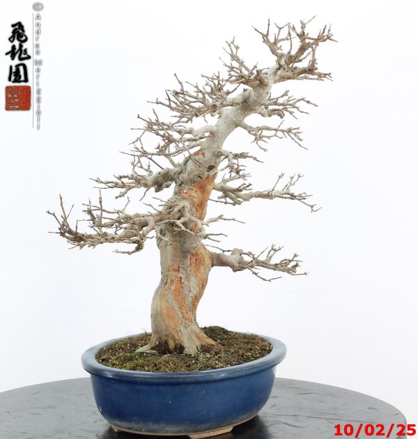 Acer buergerianum - Image 3