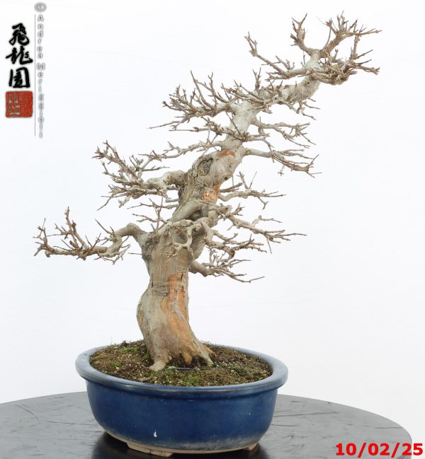 Acer buergerianum - Image 4