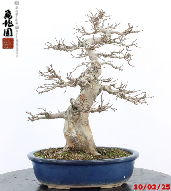 Acer buergerianum - Image 6