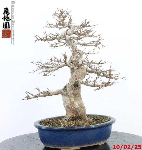 Acer buergerianum - Image 7