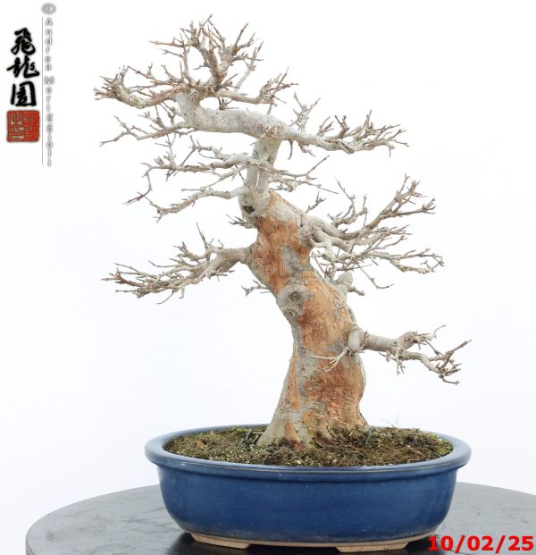 Acer buergerianum - Image 10