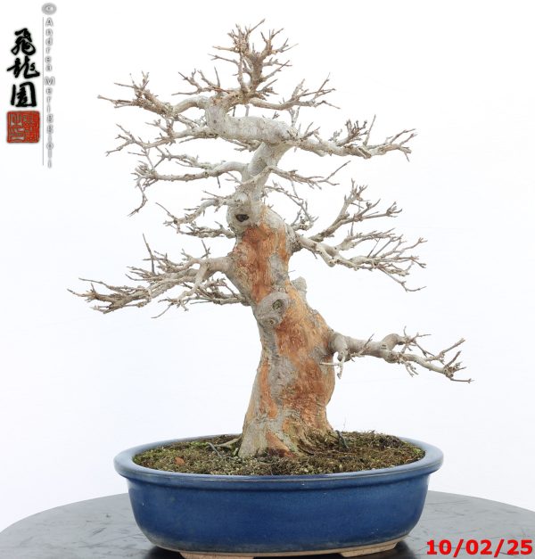 Acer buergerianum - Image 11