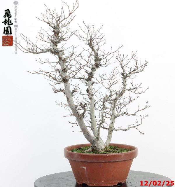 Fagus crenata - Image 3