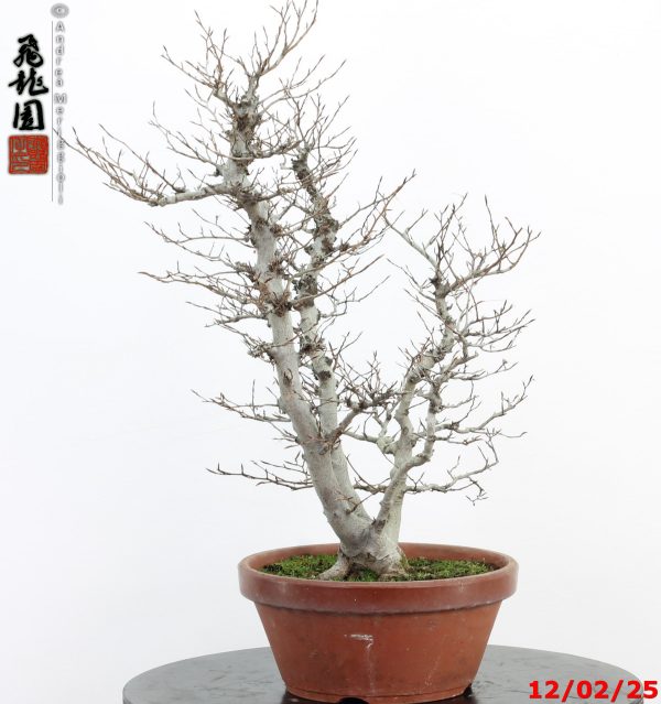 Fagus crenata - Image 4