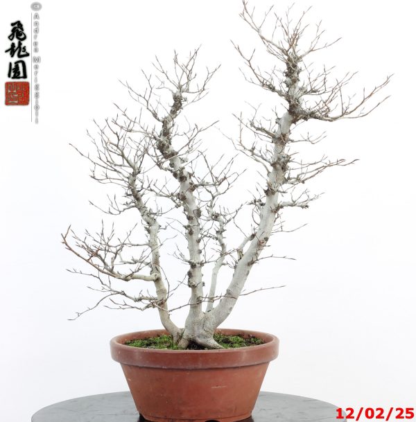 Fagus crenata - Image 7