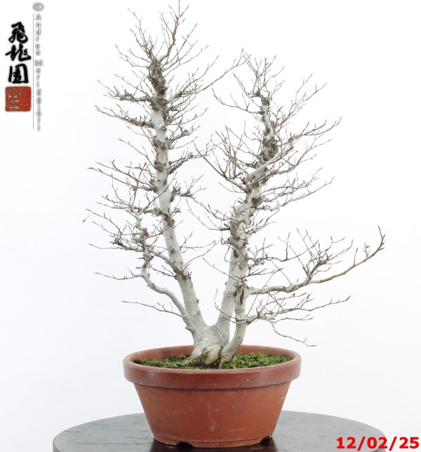 Fagus crenata - Image 11