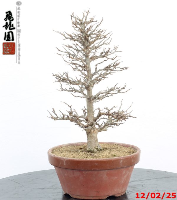 Acer buergerianum - immagine 2