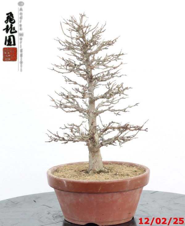 Acer buergerianum - immagine 3