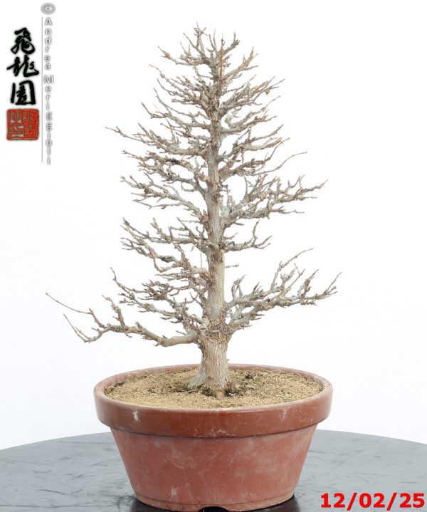 Acer buergerianum - immagine 4