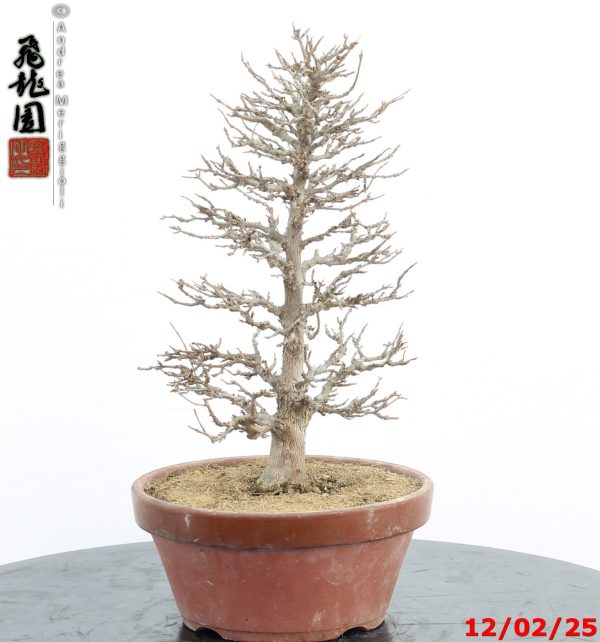 Acer buergerianum - immagine 5