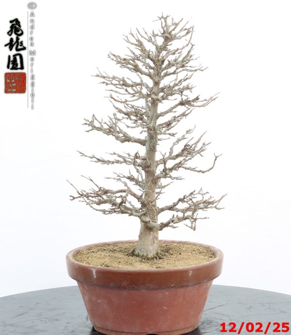 Acer buergerianum - Image 6