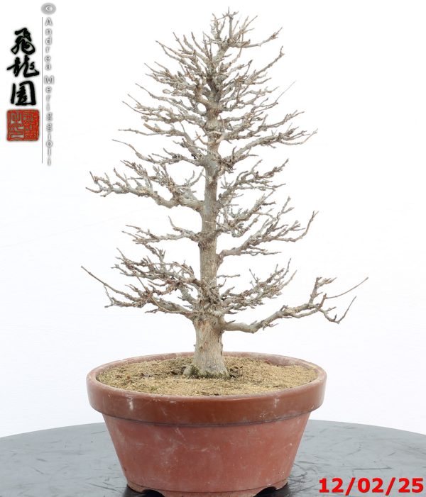 Acer buergerianum - immagine 7