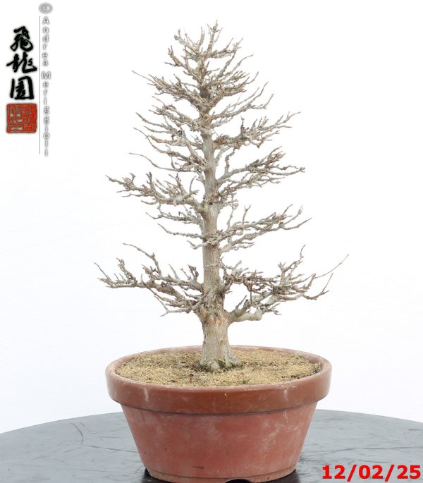 Acer buergerianum - immagine 8