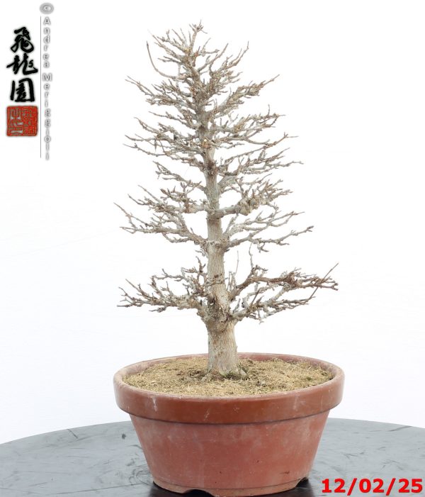 Acer buergerianum - immagine 9