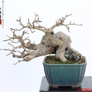 Acer buergerianum shohin