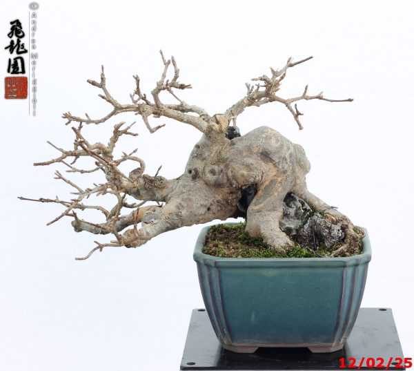 Acer buergerianum shohin