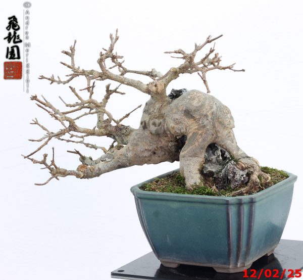 Acer buergerianum shohin - immagine 2