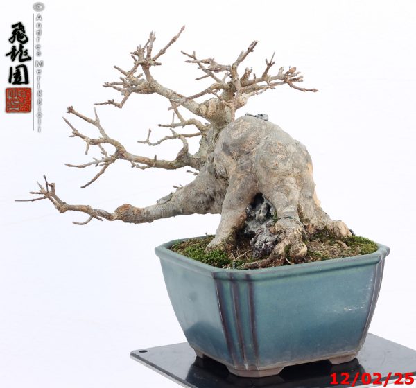 Acer buergerianum shohin - immagine 3