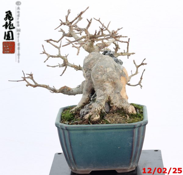 Acer buergerianum shohin - immagine 4