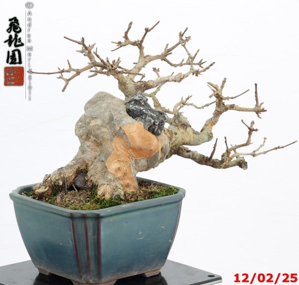 Acer buergerianum shohin - immagine 5