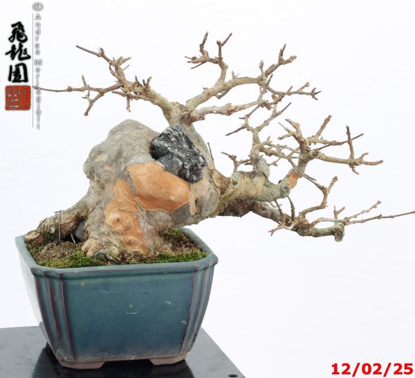 Acer buergerianum shohin - immagine 6