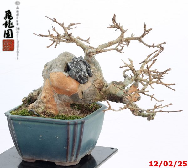 Acer buergerianum shohin - immagine 7